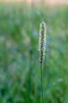 Single Timothy Grass Spike At Golden Hour