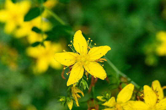 Bright Wild Hypericum Flowers in Summer Nature