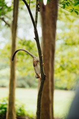 Fototapeta premium Squirrel monkey hanging from a branch in the Amazon rainforest.