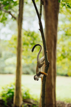 Squirrel monkey hanging from a branch in the Amazon rainforest.