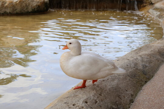 White duck standing by a pond edge