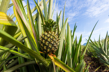 Obraz premium Young Pineapple Growing in an Organic Plantation Field,A close-up shot of a small, young pineapple fruit growing surrounded by its long, sharp, green leaves in an agricultural plantation field under.