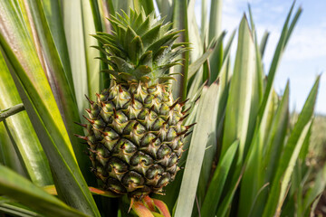 Obraz premium Young Pineapple Growing in an Organic Plantation Field,A close-up shot of a small, young pineapple fruit growing surrounded by its long, sharp, green leaves in an agricultural plantation field under.