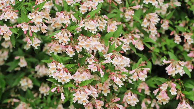 Blooming beauty bush (Kolkwitzia amabilis) with clusters of delicate pink and white bell-shaped flowers and green foliage in a garden setting.