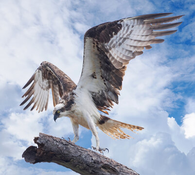A Wet Male Osprey Prepares to Take Flight From It's Nesting Tree to Catch More Fish for It's Chicks