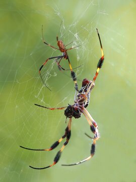 A Close-up Focus Stacked Image of a Female Golden Silk Spider with Prey and It's Attending Male Spider
