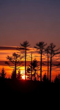 Sunset Over Forest Silhouettes with Vibrant Sky.