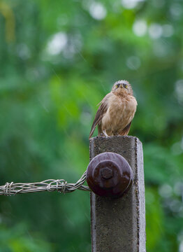 Jungle babbler perched on fence post during monsoon rain