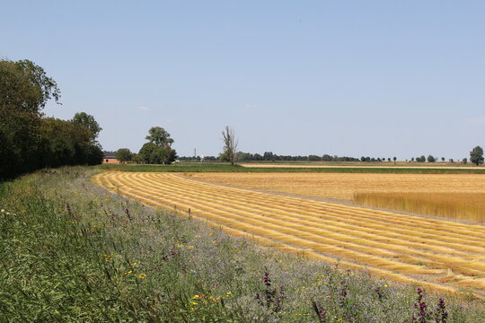 a beautiful flax field with pulled plants in rows at the field and a field margin with a variety of wild flowers