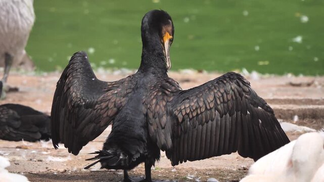 Great cormorant bird preening feathers (Phalacrocorax carbo)