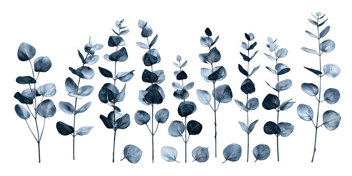 Watercolor eucalyptus leaves and branches on transparent background