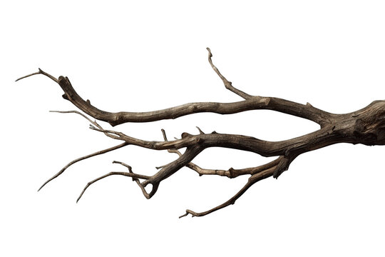 Dry bare tree branch with twisted twigs, dead wood material, natural decay on transparent background