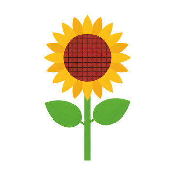 Single flat design sunflower vector illustration with green leaves isolated on white background