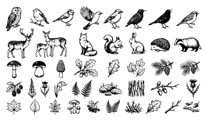 Black Brush Forest Wildlife Vector Bundle with Woodland Birds and Vintage Ink Animal Sketches © MdShojib