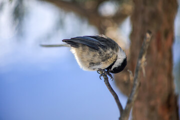 Black-capped Chickadee Looking Down While Perched on a Branch in Winter © Claudia
