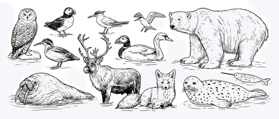 Obraz premium Black and white illustration of Arctic and tundra animals PNG