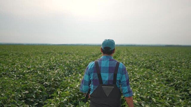Farmer walking slowly through field with greenery. Man moves between rows of plant crops. Farming activity involves walking and inspection. Agronomy supports farmer and man during crop inspection.