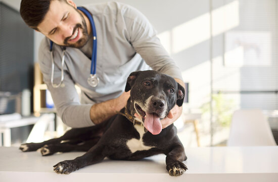 Veterinarian doctor man with dog during exam. Close view shows the specialist calming the pet while palpating on the table in a modern clinic gently. Image conveys empathy safety and care.
