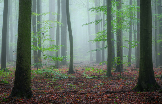 Misty morning in the green forest