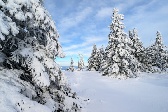 Beautiful winter landscape with frozen trees
