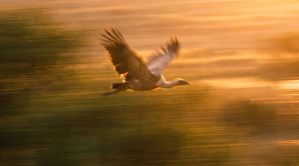 Fototapeta premium High-speed panning photography of a bird in mid-flight over a field at sunset, featuring intense horizontal motion blur and warm golden lighting.