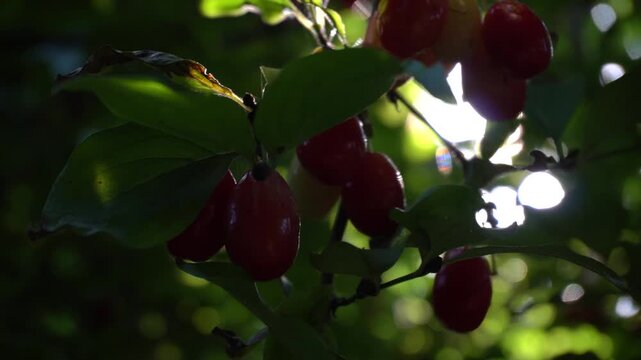Ripe cornels on tree branches.
