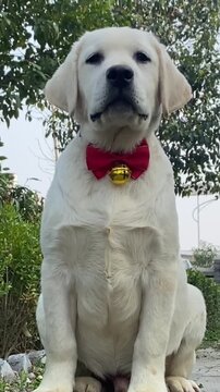 Cute white labrador dog with red bow tie outdoors