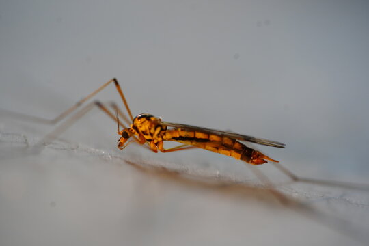 Yellow caddisfly with black markings (Trichoptera), viewed from the side, in June in northern Germany.