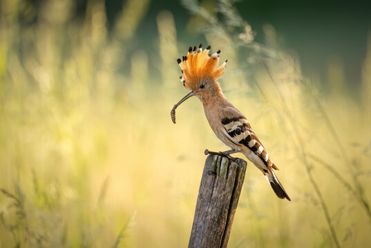 Eurasian hoopoe bird in early morning light ( Upupa epops )