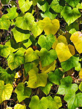 A climbing plant Menispermum moonseed that has overgrown the fence with its stems and autumn leaves.