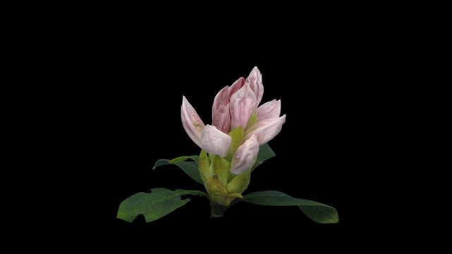 Time lapse of opening Cunninghams White rhododendron (Ericacea family) isolated on black background