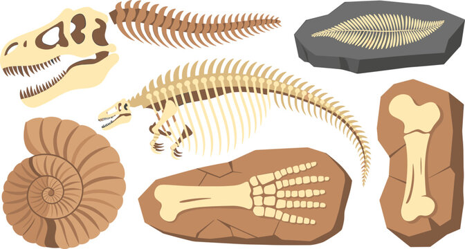 Prehistoric dinosaur fossil skeleton vector set featuring Tyrannosaurus rex skull, spine, ammonite shell, ancient fish imprint, hand, and thigh bone elements isolated on white.