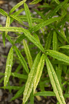 The unusually long pointed leaves of Aucuba himalaica var. dolichophylla. It is an elegant, shade-tolerant evergreen shrub native to China and the Himalayas prized for it's foliage. Himalayan laurel.