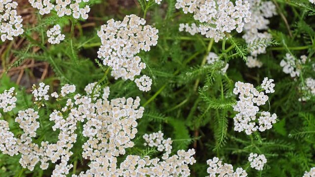 Beautiful wild achillea millefolium yarrow flowers blooming in a meadow during a gentle summer rain, traditional herbal medicine plant for pharma and cosmetics