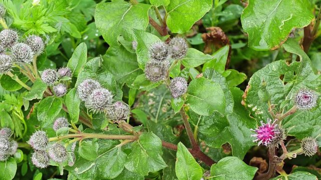 Macro shot of wild arctium tomentosum burdock flowers with wet green leaves during a gentle summer rain, organic herbal plant for pharma and cosmetics