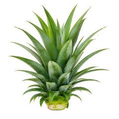 Fototapeta premium Fresh green pineapple crown isolated on white background