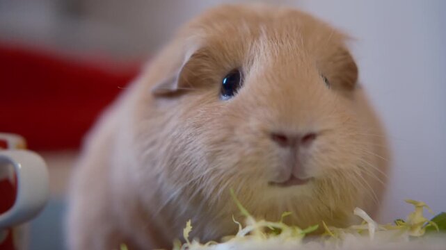 Guinea Pig Eating Chicory Indoors