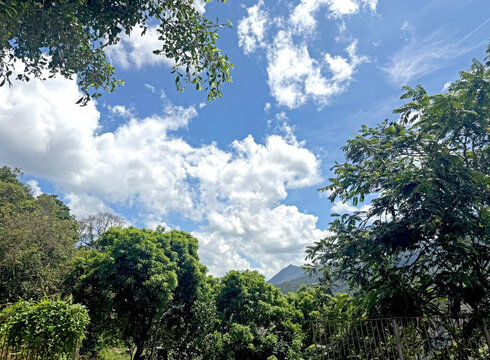 Lush green trees against a vibrant blue sky with fluffy white clouds