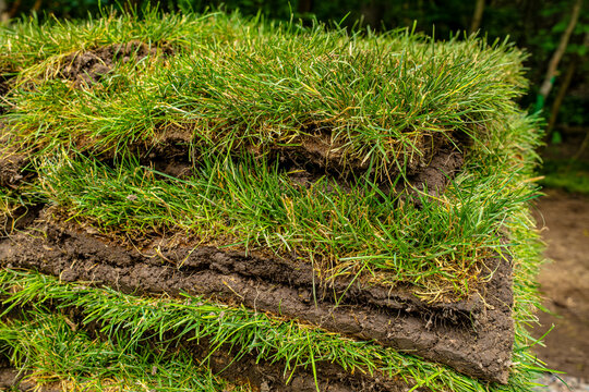 Close up of rolled green grass turf sod layers stacked showing soil and roots, lawn landscaping and gardening concept