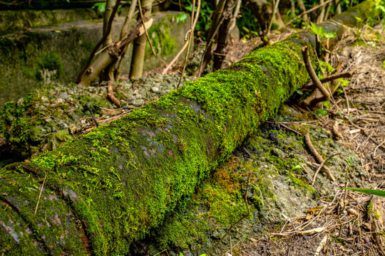 Old rusty water pipe covered with green moss in outdoor forest environment, nature overgrowth and infrastructure decay concept