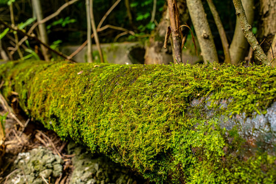 Old rusty water pipe covered with green moss in outdoor forest environment, nature overgrowth and infrastructure decay concept