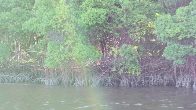 Exposed Mangrove Roots Along the Muddy Bank of Munda&uacute; River