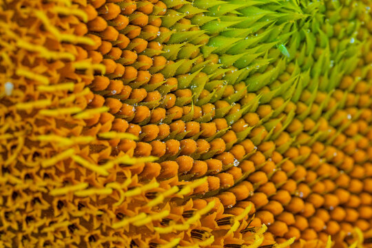 Macro detail of a sunflower center with green spiral pattern, yellow seeds and tiny water drops.