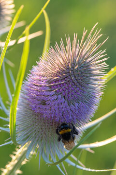 Bumblebee feeding on a purple teasel flower in warm summer light, Southern Germany, Germany.