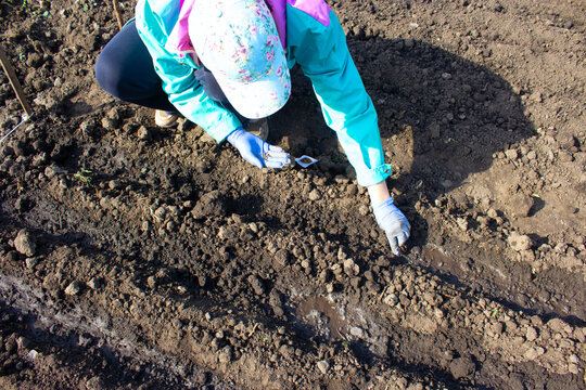 Женщина сажает семена.A woman plants seeds.