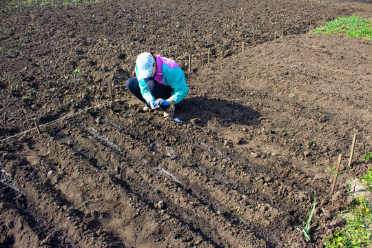 Женщина сажает семена.A woman plants seeds.