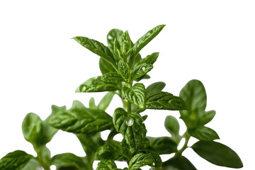 Fototapeta premium Fresh organic mint plant with vibrant green leaves and clear water drops, symbolizing natural vitality and healthy herbal ingredients on transparency