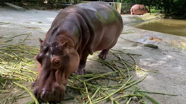 A large hippopotamus bends over to eat a pile of green stalks on concrete ground in a zoo enclosure, with a second hippo near water in background.