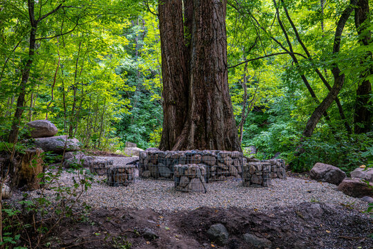 Massive old tree trunk in forest with stone picnic table and chairs in woodland clearing, nature recreation concept