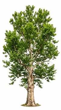 Isolated Sycamore Tree Cutout PNG on Transparent Background